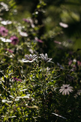 daisies, green plants, street flowers, background