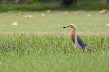 A bird is standing in a field of grass