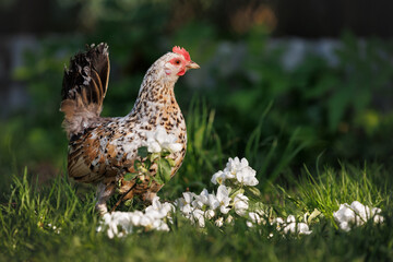 Latvian dwarf chicken hen portrait outdoors on green grass