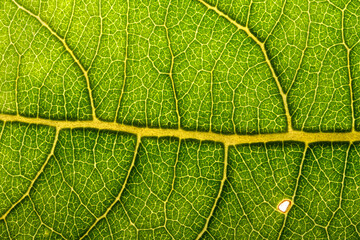 green leaf veins texture in detail
