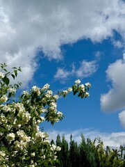 blossoming tree