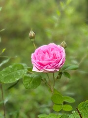 pink rose with drops