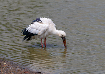 "Graceful Hunter: The Majestic Oriental Stork in Its Natural Habitat"