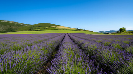 Obraz premium Rolling lavender fields under a clear blue sky with green hills in the background, perfect summer relaxation 