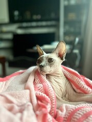 cat on the sofa