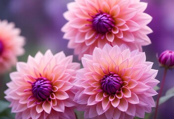 Fototapeta premium Close-up of vibrant pink and purple dahlia flowers with soft, blurred background