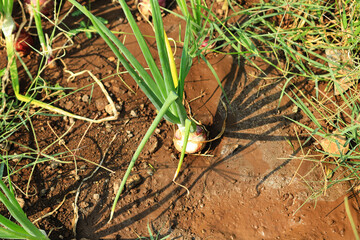 Plant spring onions that are growing in season. Ripe Onion plants row growing on field, close up. with onion bulb, closeup. Rows on the onion plantation in the vegetable garden agriculture
