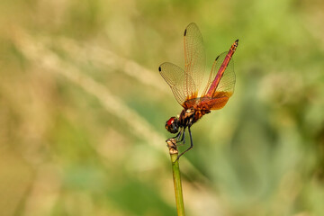 red dragonfly on a  grass in sunlight