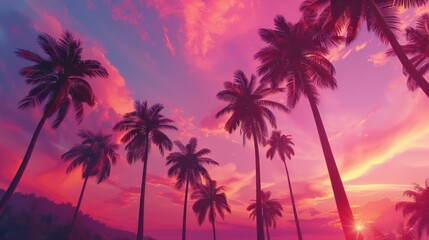 Obraz premium the serene beauty of the coastal landscape as you look up at the coconut palms, their graceful silhouettes etched against the canvas of the sky, a timeless scene of tropical paradise.