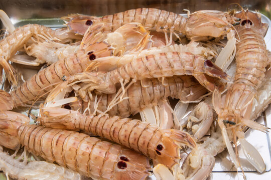 Fresh squilla mantis shrimps sea food closeup