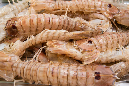 Fresh squilla mantis shrimps sea food closeup
