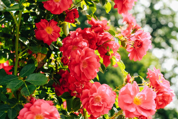 red climbing rose bush close-up in botanical garden, rose background