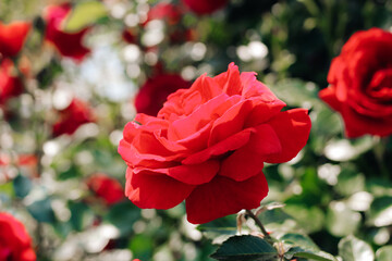 red climbing rose bush close-up in botanical garden, rose background