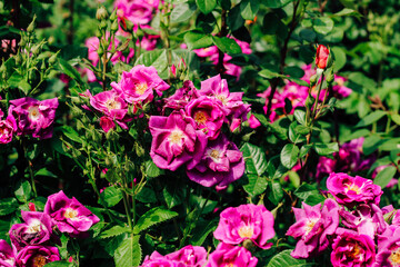 purple rose climbing rose bush close-up in botanical garden, rose background