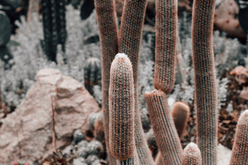 Cactus Ferocactus pilosus round with thorns in the desert close-up