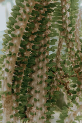 Fototapeta premium Cactus Ferocactus pilosus round with thorns in the desert close-up