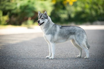 Siberain husky dog breed show quality