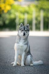 Siberian husky dog breed amazing portrait  © dogphotos