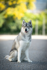 funny smile Siberain husky dog breed show quality