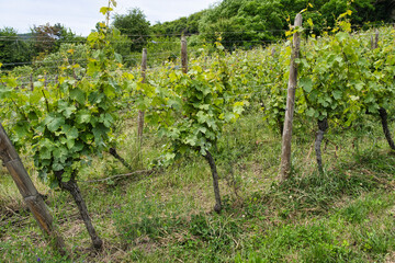 Riquewihr, France - June 19, 2024: Vineyard along hill in Riquewihr, France
