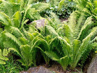 Green ferns growing in a rock garden © AngieC