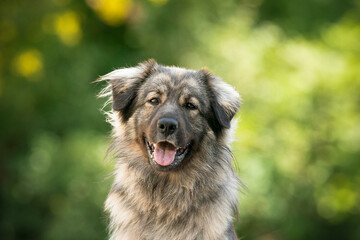 Karst Shepherd dog breed at the summer