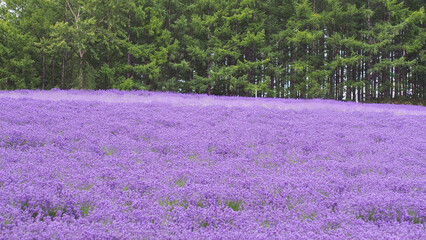 Colorful Flower Field Landscape with Lavender in Hokkaido