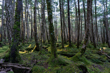 北八ヶ岳の森