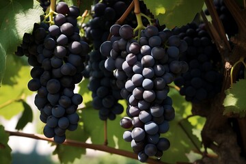 Obraz premium Black grapes hanging on a tree. Black grapes in the orchard