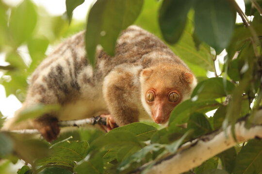 Waigeou cuscus or Waigeou spotted cuscus (Spilocuscus papuensis) is a species of marsupial in the family Phalangeridae. It is endemic to the island of Waigeo in Indonesia.