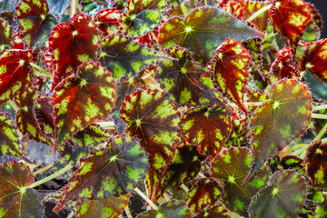 Closeup view of colorful rhizomatous begonia kit kat chartreuse green and burgundy red foliage