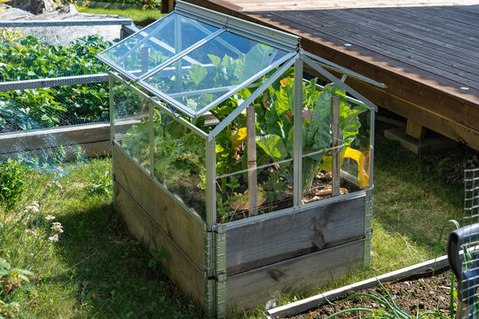 Mini green house glass house.  People grow their own food. Varietal green vegetables salads species. Vegetable garden in glass house.