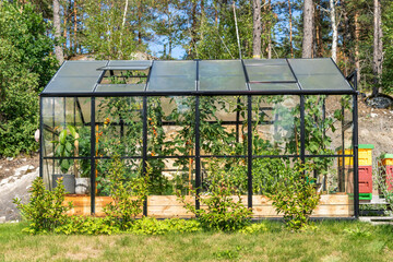 Cherry tomatoes varietal mini tomatoes grow in greenhouse. Vegetable garden in glass house. Beautiful greenhouse glass house in the garden yard near the villa. Pots with green vegetables for food. 