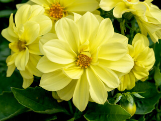 Beautiful yellow double Dahlia flowers Figaro series