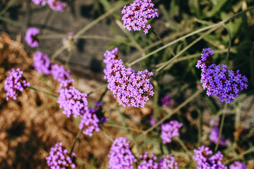 Close up shot of the lilac-colored flowers of a verbena plant in the garden. Beautiful purple flower background.
