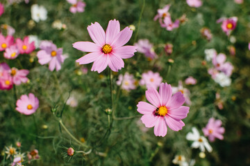 Colorful cosmos flowers blooming in the garden. A beautiful flower field summer meadow. 