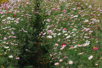 Colorful daisy flowers blooming in the garden. A beautiful flower field summer meadow. 