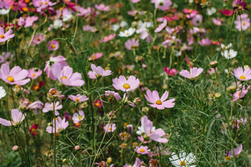 Colorful daisy flowers blooming in the garden. A beautiful flower field summer meadow. 