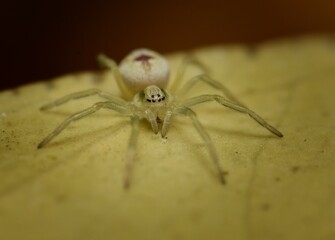 The very small Nigma puella spider is looking at you
