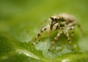 Salticidae Jumping - small spider stoped on top of a leaf whit a green and yellow background