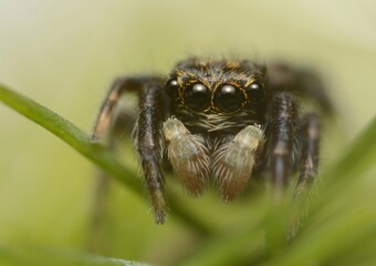 Salticidae Jumping - small spider stoped on top of a plant whit a green and yellow background