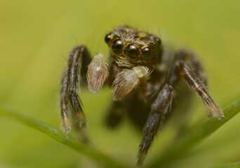 Salticidae Jumping - small spider stoped on top of a plant whit a green and yellow background