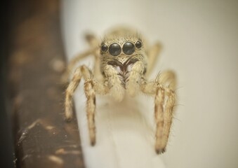Salticidae Jumping - small spider stoped on top of a table whit a brown and yellow background