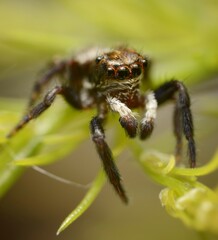 Salticidae Jumping - small spider stoped on top of a plant whit a colorful green and yellow background