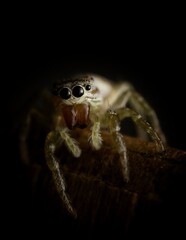 Salticidae Jumping spider on top of a wood with a black background
