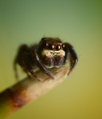 Salticidae Jumping - small spider stoped on top of a branch whit a colorful background