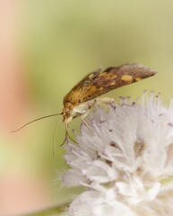 Small butterfly on a Mentha pulegium flower with a colorfull backgroun