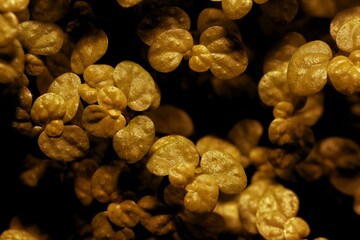 A close up of the small aquatic plants in a golden color with black background