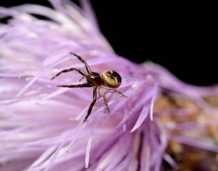 A purple flower with a small spider walking on it in a summer day