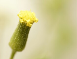  A Taraxacum officinale a close up of a plant with small yellow flowers